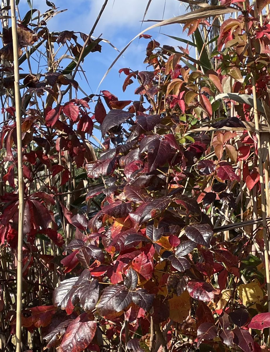 LenMattano's tweet photo. …even the poison ivy rejoices. #photograghy #WritingCommmunity @paracletepress https://t.co/TKziPTSgvJ