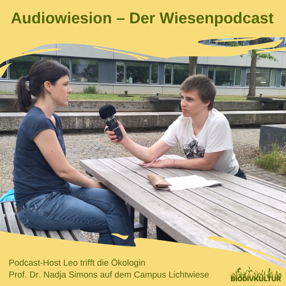 Ab heute online: In der ersten Folge unseres  “#Audiowiesion”-Podcasts spricht Podcast-Host Leo für #BioDivKultur mit Prof. Dr. Nadja Simons, über das Ökosystem Wiese und stellt auch schwierige Fragen. Hört doch selbst rein:
biodivkultur.de/aktionswoche-a…

#feda #wiesion  #artenvielfalt