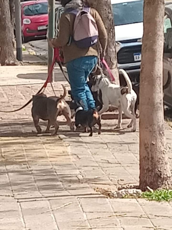 Tabyta201's tweet photo. 🚨PASEADORA🚨

VISTA HOY A LAS 10:30HS EN CONDE Y TAMBORINI, SAAVEDRA CABA, PEGANDO Y DANDO PATADAS A LOS PERROS DE SU MANADA.
TRES PERSONAS LA VIMOS. LE SAQUE FOTOS Y LE GRITE QUE CAMBIE DE OFICIO PORQUE NO PUEDE MALTRATAR A LOS PERROS Y SE RIO DICIENDOME QUE 
Sigan hilo⬇️ https://t.co/13A2mlQb5z