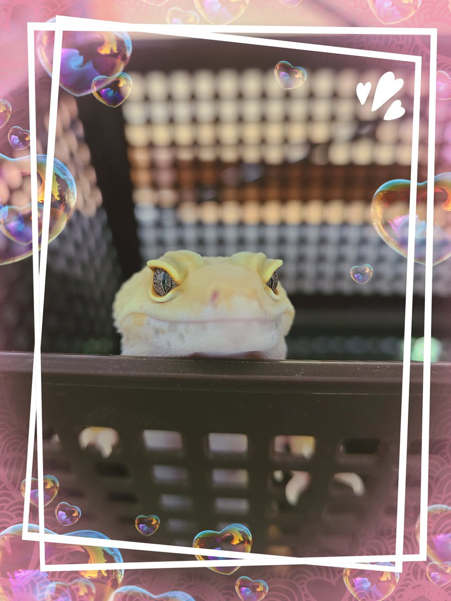ONE_for_6's tweet photo. お掃除中にちゃんと待ってる子が
多くて可愛い🥹🧡
ずっとこれで待機してた🤭

ナスマル屋
@nasumaruya https://t.co/T1k0B7Nb37