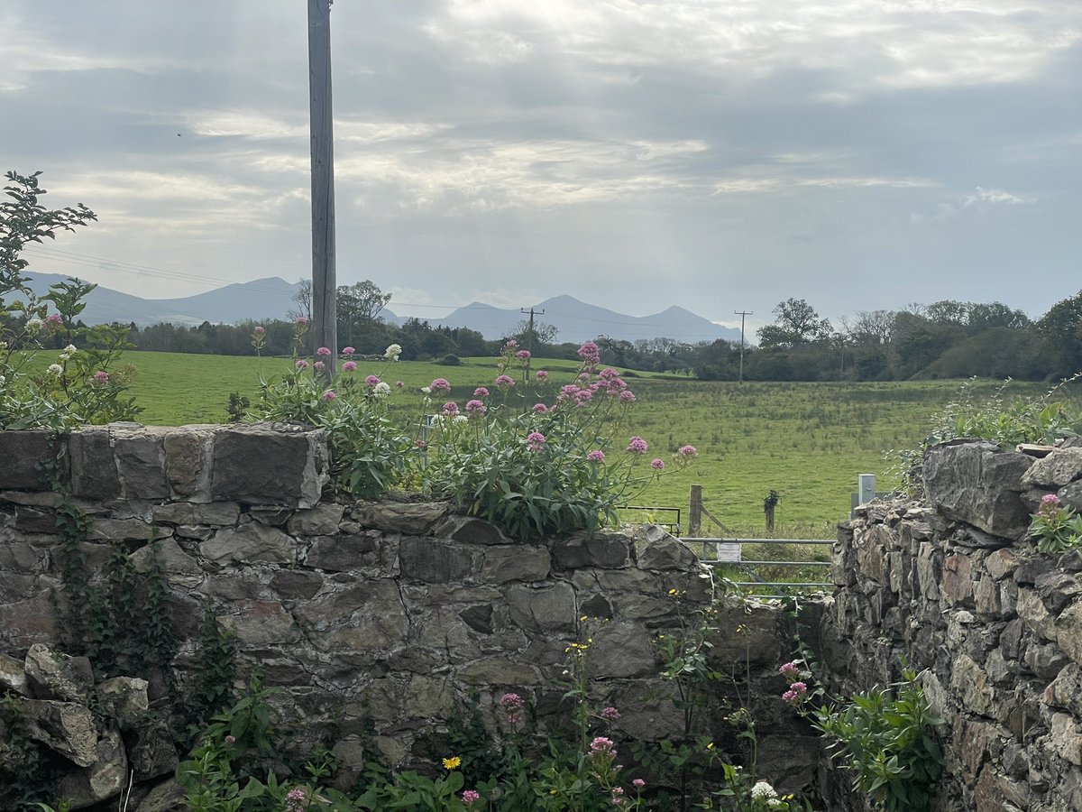 mentertynllan's tweet photo. Rhain ydi'r hen gytiau moch bydd yn cael eu trawsnewid fel rhan o waith adnewyddu Ty’n Llan, a dyma’r olygfa byddwch yn ei fwynhau wrth fwyta eich swper! Plis cefnogwch i wireddu’r freuddwyd: https://t.co/Z6BrbJFCNV
#cymuned #buddsoddi https://t.co/k3D9fAz5M6
