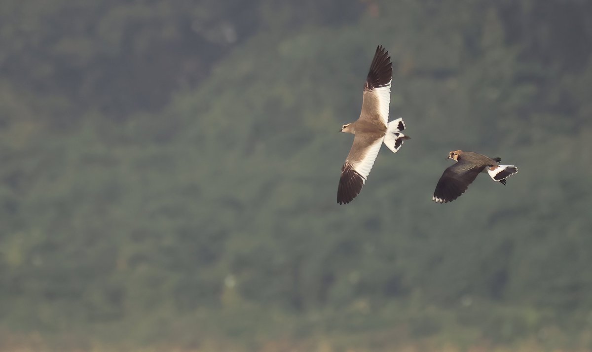 SOCIABLE PLOVER / STEPPEKIEVIT, Wildervank, Netherlands, Oct 10th by Martijn Bot.
dutchbirding.nl/gallery

#birds #vogels #birdwatching #vogelskijken
