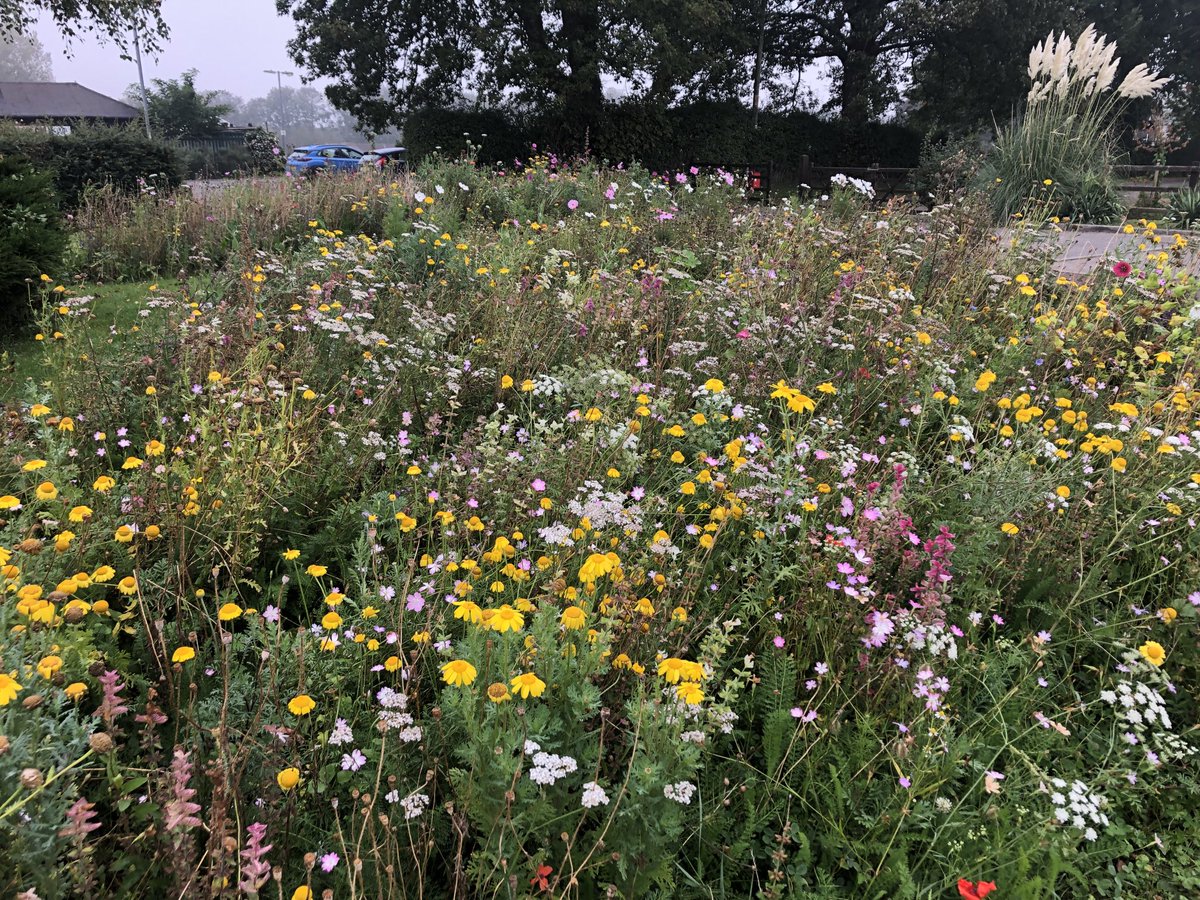 It’s a joy to see the Calne community flower beds sown in the spring, still in bloom and attracting pollinators ⁦@CalneTC⁩