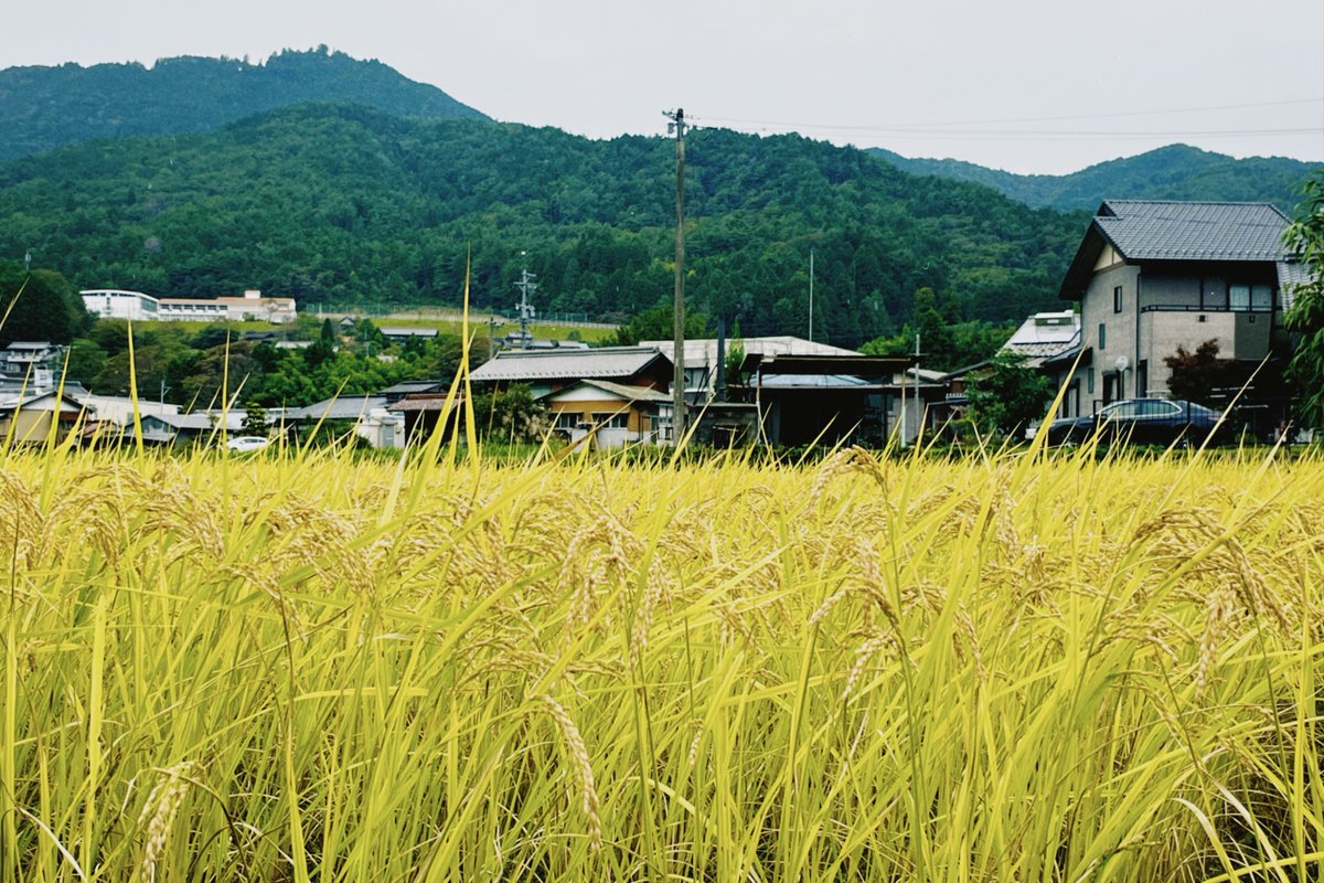 いつだって
歳を重ねる怖さはあるけれど、
黄金色の稲穂たちは
季節が巡る喜びを
わたしにそっと教えてくれる