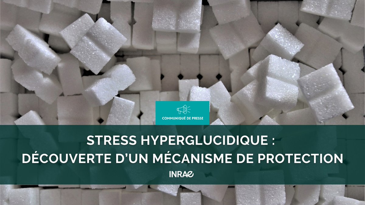 #RP_INRAE🍬Trop de sucre dans le sang stresse notre corps
🔬Mais connait-on toutes les répercussions ?
🐟Nos chercheurs montrent qu’un processus de recyclage des protéines protègerait nos cellules en cas d’excès de sucre
📰url.inrae.fr/3RN7zf7
