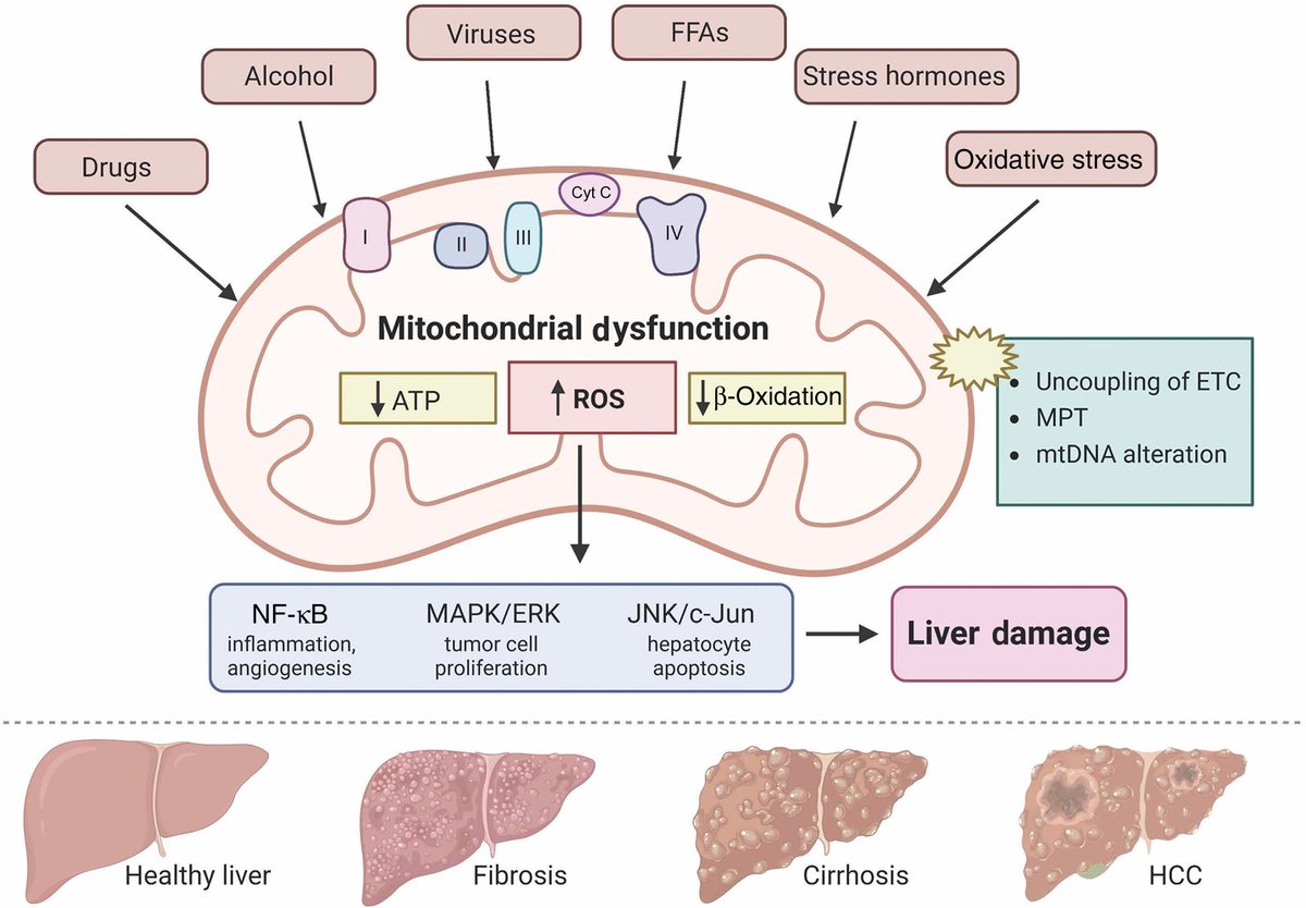 Stress Responses and Cellular Crosstalk in the Pathogenesis of #LiverDisease Theme Issue. FREE Review on 'Oxidative Stress-Induced Liver Damage and Remodeling of the Liver Vasculature.' From Special Editor Sanjukta Chakraborty and co-authors @TAMUHealth. ajp.amjpathol.org/article/S0002-…