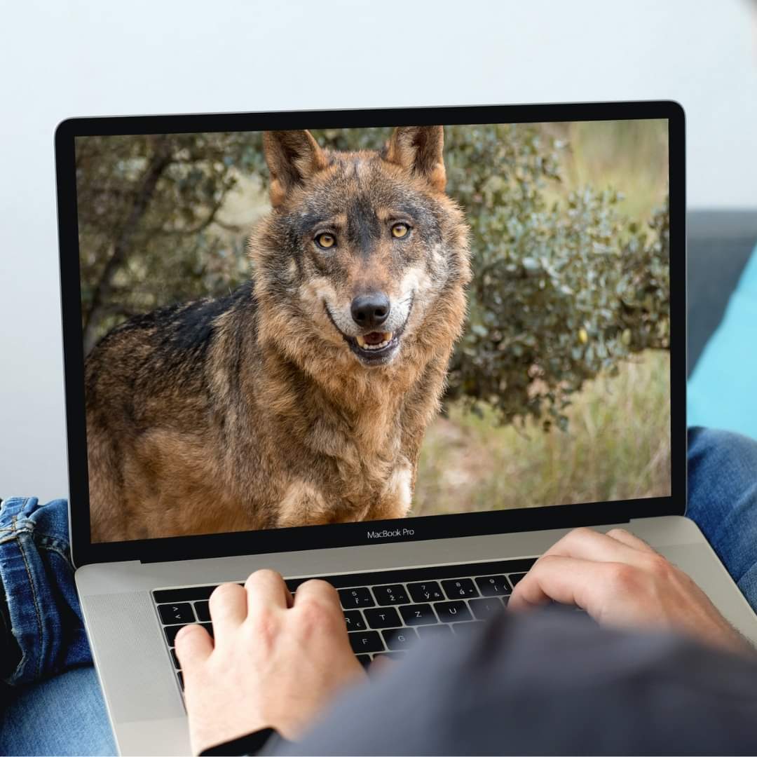 ✏️ CURSO ONLINE LOBO IBÉRICO 💻

📌Os queremos ofrecer la posibilidad de acercaros y sumergiros mediante un curso online, el único en su género, que contempla todos los aspectos que conciernen a la vida del gran cánido social ibérico, el lobo.

signaturmad@gmail.com
#lobo