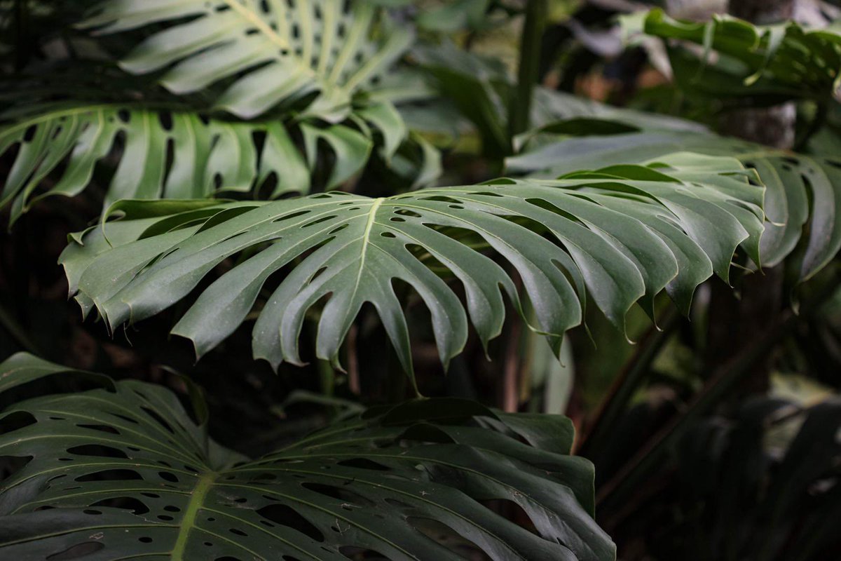 🌿🌿 Plants, from towering trees to tiny wildflowers, are the heartbeat of our ecosystem.

They clean the air we breathe, offer vital habitats, and fuel biodiversity.

🌬️ Plants are our allies in combating climate change. 

Let's stand together to safeguard and
(1/2)