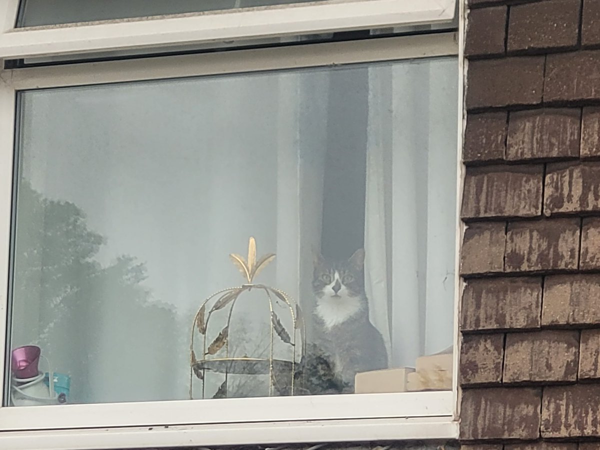 Wife took this photo of Pickle, our cat, sat in the window Ideally it would be a window in *our* house, but I guess you can't have everything #Pickle #Cat #Intruder #Arsehole