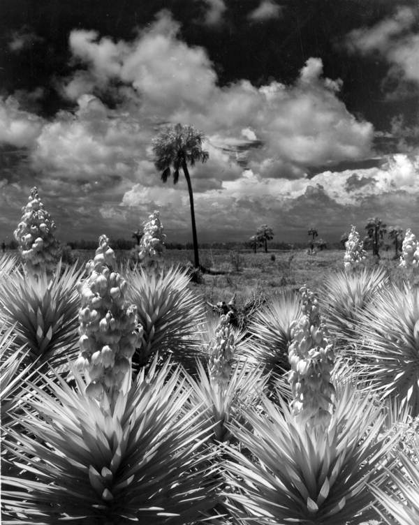 FLMemory's tweet image. Infrared photographs of Spanish bayonet yucca (yucca aloifolia) and palm trees in the Everglades circa 1952. Head to Florida Memory and search “infrared” to find more fascinating photographs of the state’s diverse flora produced using the method.✨

Link:
floridamemory.com/items/show/609….