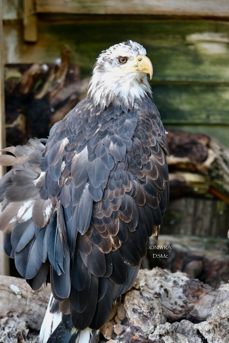 NI Wildlife Recovery tweet media