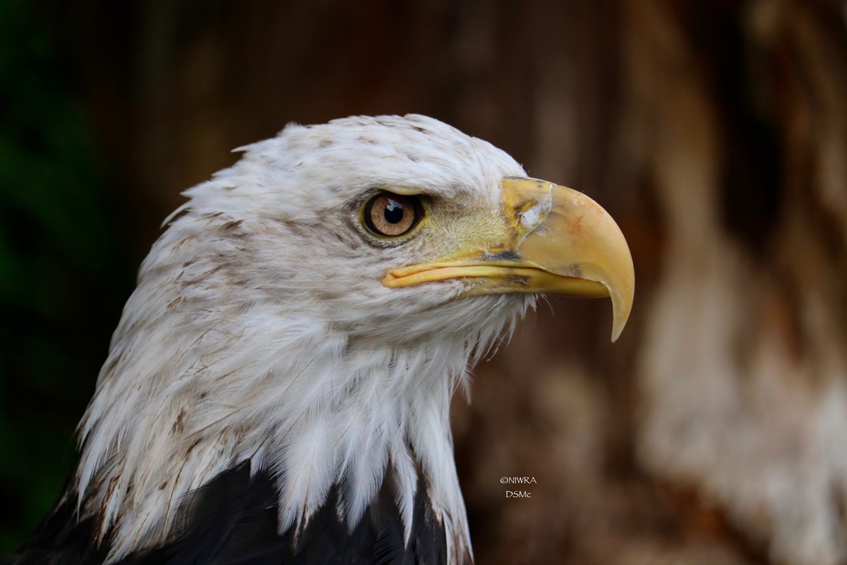 NI Wildlife Recovery tweet media