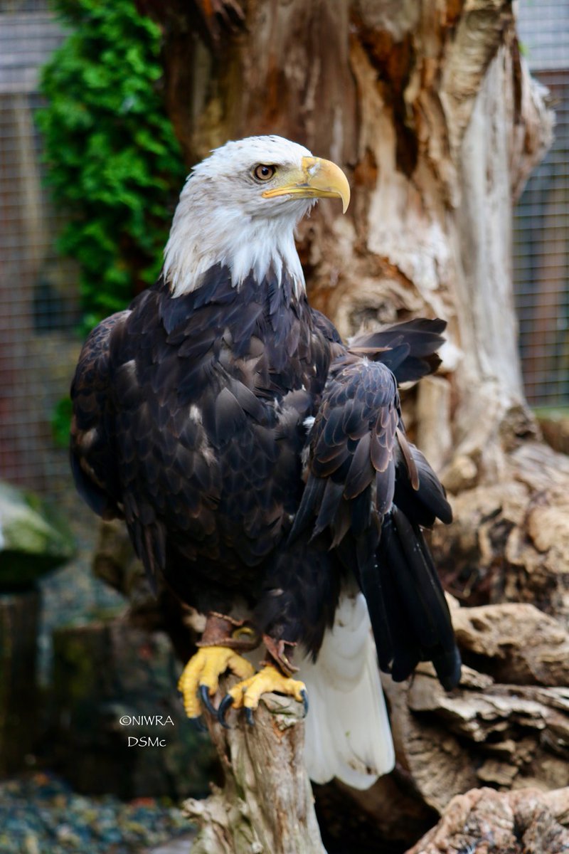 NI Wildlife Recovery tweet media