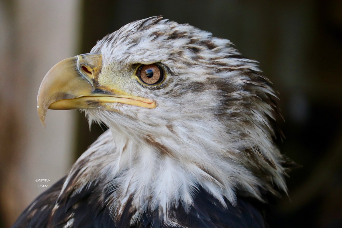 NI Wildlife Recovery tweet media