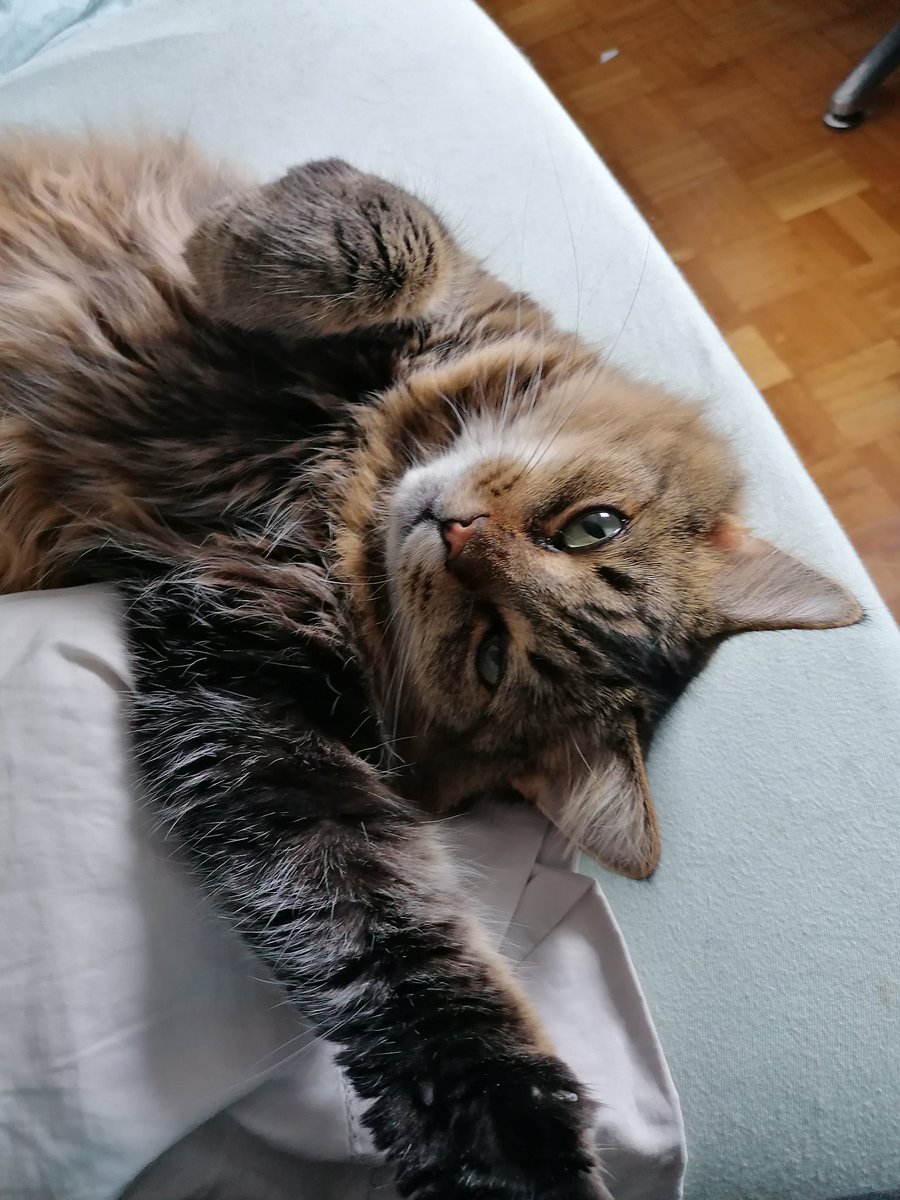 TinselKitten's tweet photo. Hiiiiiiiiiii. 😻❤️🐾

#CatsOfTwitter #AdoptDontShop https://t.co/RBSmRGiMN8
