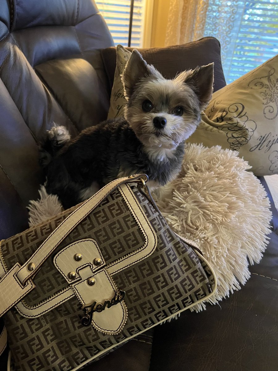 CoryJoy's tweet photo. Gio. October 10th. Happy National Handbag Day 👛 👜🫶🏼🥰🐾🇨🇦#dogsoftwitter #dogsofX #handbagday https://t.co/XINDIuHhB8