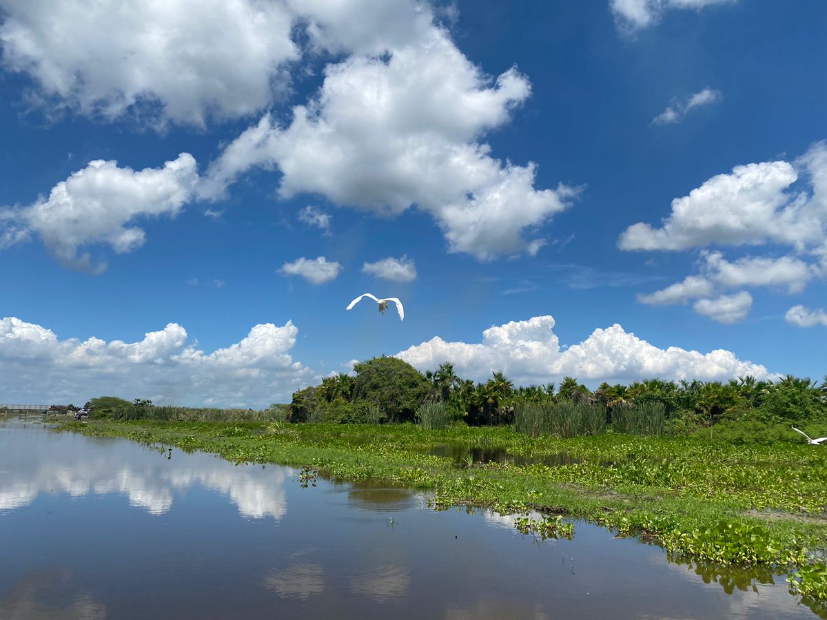 ASOCARS's tweet photo. #ElAmbienteNosUne📣@CORPAMAG ha ejecutado obras para la restauración hidráulica de los caños que se conectan con la Ciénaga Grande de Santa Marta, contribuyendo a la recuperación de bosque de manglar, recuperando más de 7.000 ha de cobertura de mangle, contando con 39.899 ha💦🌎 https://t.co/4bLfq1x921