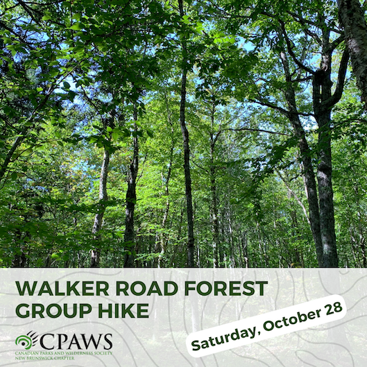 CPAWSNB's tweet photo. Join us for a forest hike, Saturday, Oct 28th
📌Walker Road Forest 
Explore the Wabanaki/Acadian forest, learn about protecting and managing forests for biodiversity and enjoy the Fall colours!
🌲Guided by forest ecologists from @CanadaTrees.
Full details: https://t.co/YONkMXHmxS https://t.co/NZeqdVzr8P