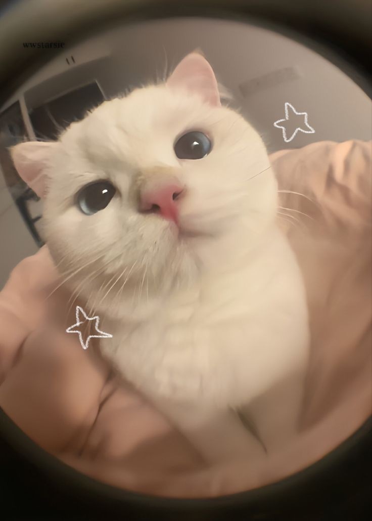 seokjin_updates's tweet photo. meow meow 🐾

#jin https://t.co/IJhVUdF81y