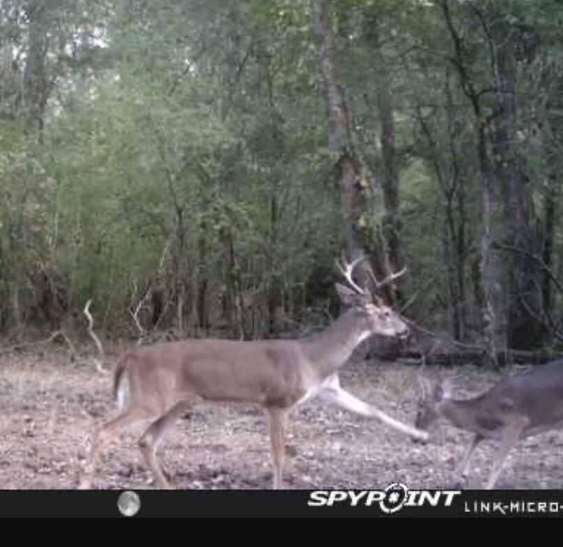 Get away from my acorn!! #deer #deerhunting #gamecamera