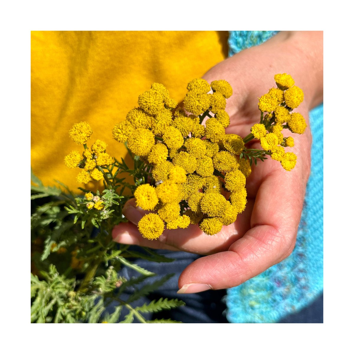 M R S  R O E​​​​​​​​​​​​​​​​​​
mrsroe.co.uk

IF YOU PLANT YOUR SEED IN MY SOIL THEN THE DECISION TO CULTIVATE IS MINE

MRS ROE is my research project responding to the Roe vs Wade overturn on abortive rights in a series of photographs, sculptures, drawings, fi...