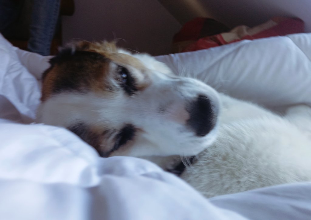 Mortyfer_01's tweet photo. Elle comate sous les draps avec papa ❤️ https://t.co/eLpGUov7jl