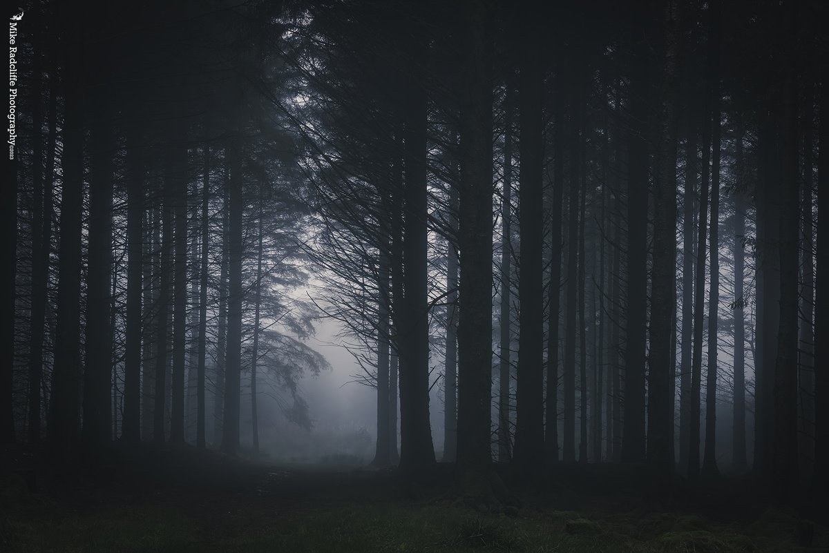 ManxMikePhotos's tweet photo. '"Will you walk into my parlour?" said a spider to a fly' Mist in Kerroodhoo Plantation #isleofman #closertonature #manxnature #iomstory #manx @BiosphereIOM @visitisleofman @locateiom https://t.co/lbTfajzCO5