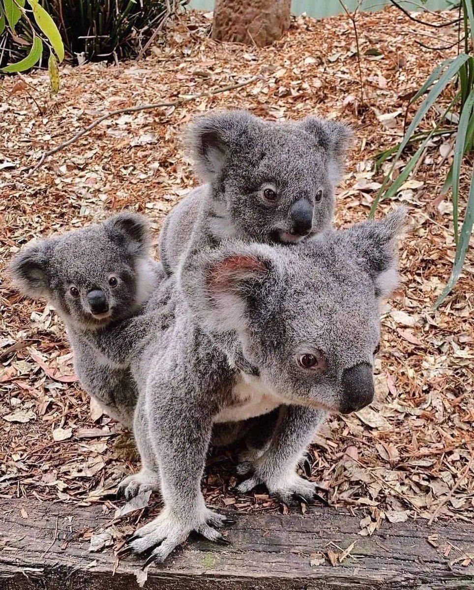 Geart photograph 🔥