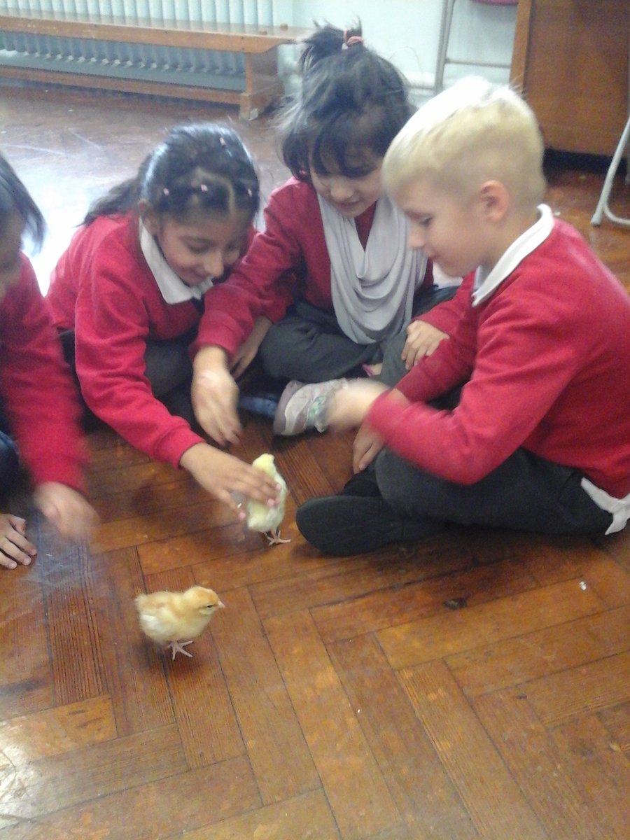 We have some cute, fluffy visitors at Sybourn Primary this week. As part of our science curriculum, we have been learning about the life cycle of a chicken. We got a chance to watch the egg hatch into chicks. In Writing, we wrote about the chicks as well.
