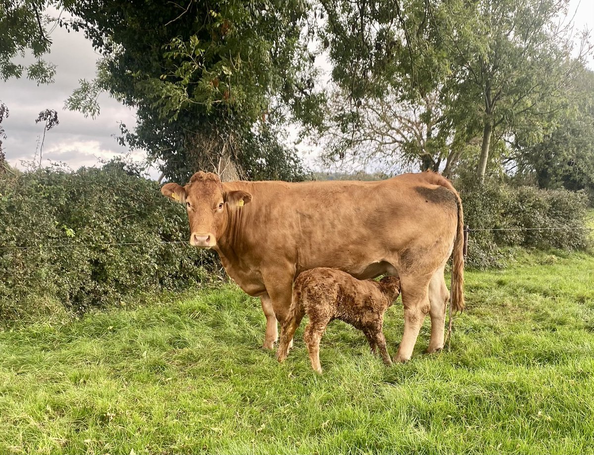 PatSheahan1's tweet photo. Jym 2nd calver with JT heifer calf. https://t.co/HyV7MkpWqy