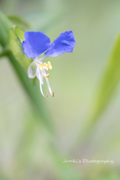 tekutekujunki's tweet photo. .𓈒𓏸
 　蝶形の青花
　　　　#ﾂﾕｸｻ

#photography https://t.co/zJZuopYVBc