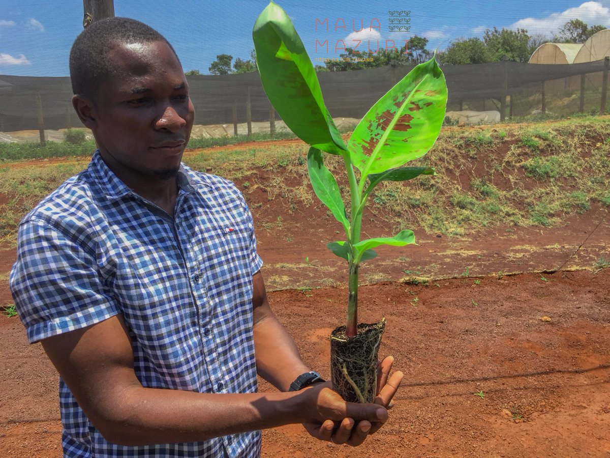 Some of the benefits of Tissue Culture Seedlings are:
1. Resistant to diseases
2. Grow uniformly
3. Guarantee of High Yields

Start your farming dream with Maua Mazuri Tissue Culture Seedlings!

#tissueculture  #bananaplants #bananabusiness #farmingbusiness #mzuzu #seedlings