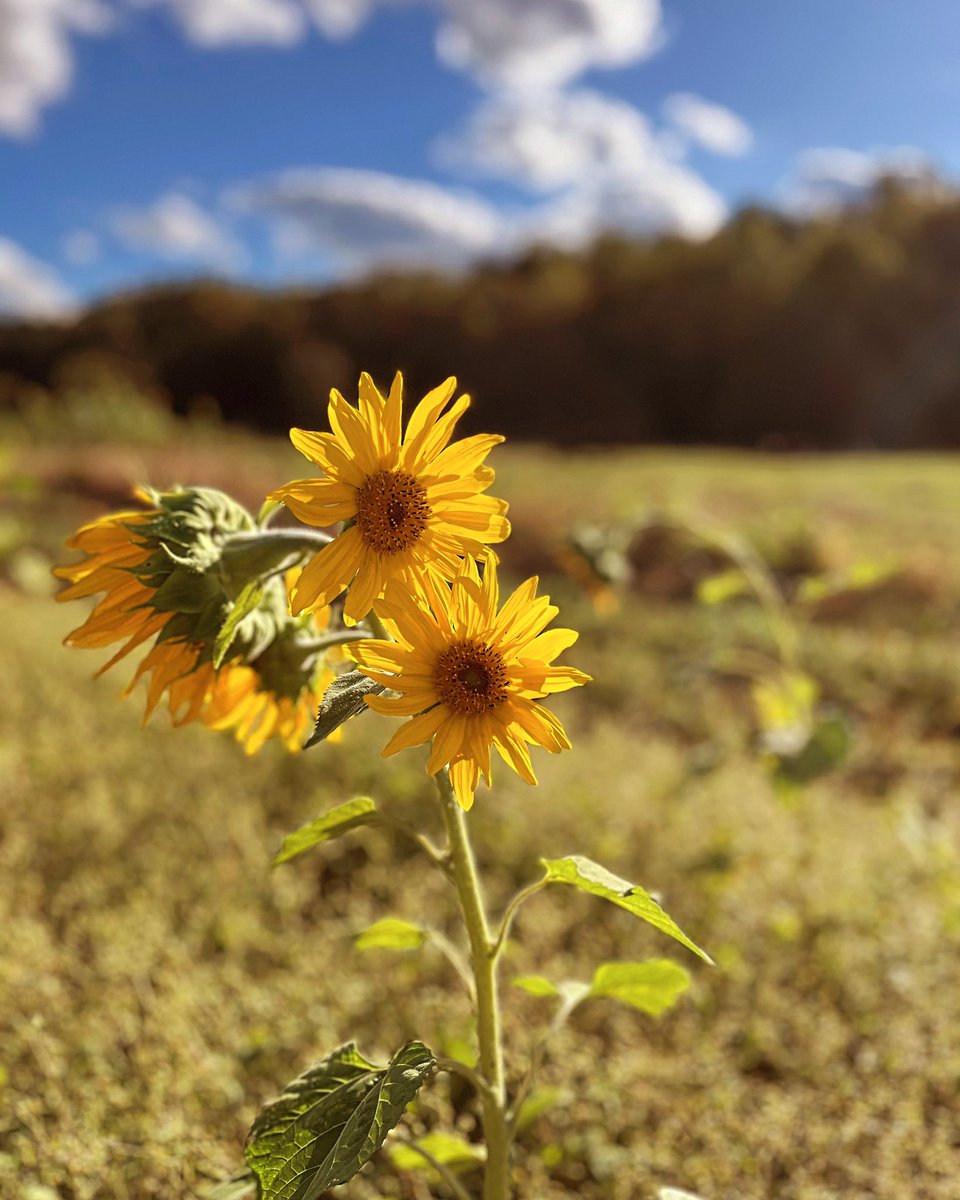 SumerMusick's tweet image. Yoga today at 11 in the meditation chapel. We are all starting to get worn down by the semester. Join me for yoga and add some balance to your life 🧘‍♀️🌻