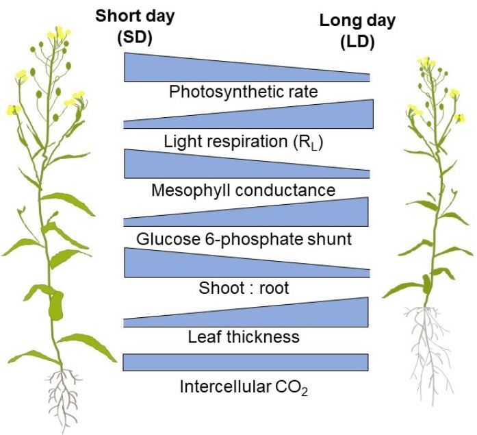 NEWS &amp; VIEWS:  The long and the short of it: Adaptation of carbon uptake and metabolic flux to different daylengths (Alexandra J Burgess, Gustaf E Degen) buff.ly/3RTeMdI @plantgustaf <a href="/TomSharkeyMSU/">Thomas D Sharkey</a>  <a href="/ASPB/">ASPB</a> #PlantSci