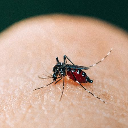 UOLNoticias's tweet photo. Gestão de Ricardo Nunes paga R$ 400 por armadilha contra Aedes que Fiocruz produz por R$ 10

➡️ Secretário da Saúde diz que não conhecia tecnologia nacional; prefeitura de SP afirma que modelo da Fiocruz não serve para grandes projetos https://t.co/jgMttpR6fN