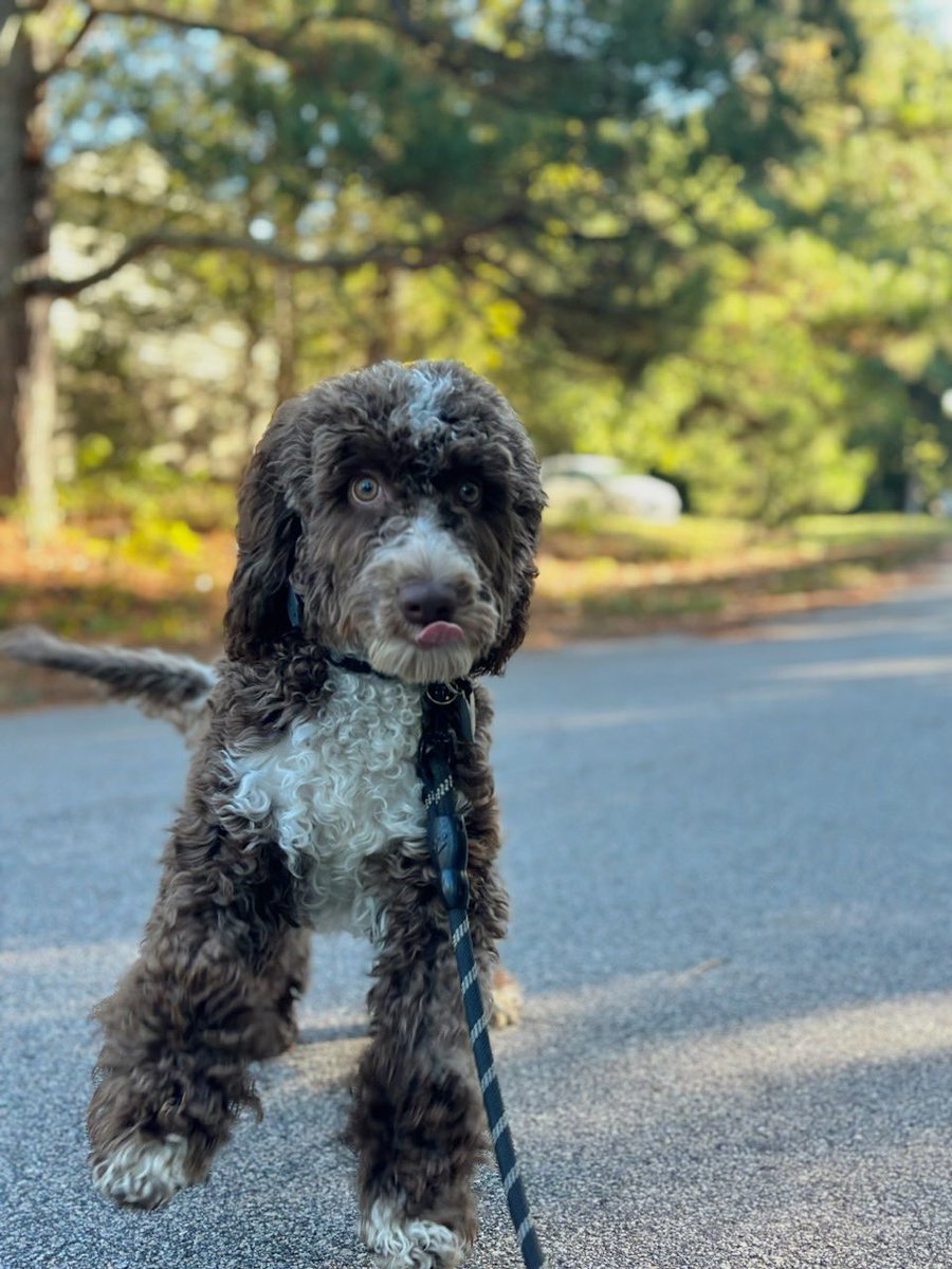 loulabradoodle's tweet photo. Had a paw-some day with my trainer and bff, Hannah, today! πΎ βοΈ Mastering the art of walking calmly on a leash is more fun than I thought! Grateful for my humans who help me learn the ropes of life
#LabradoodleLife #BestBuds #DogJoy
#TrainerGoals #DoggyManners #PuppyLove https://t.co/3MI818DXEr
