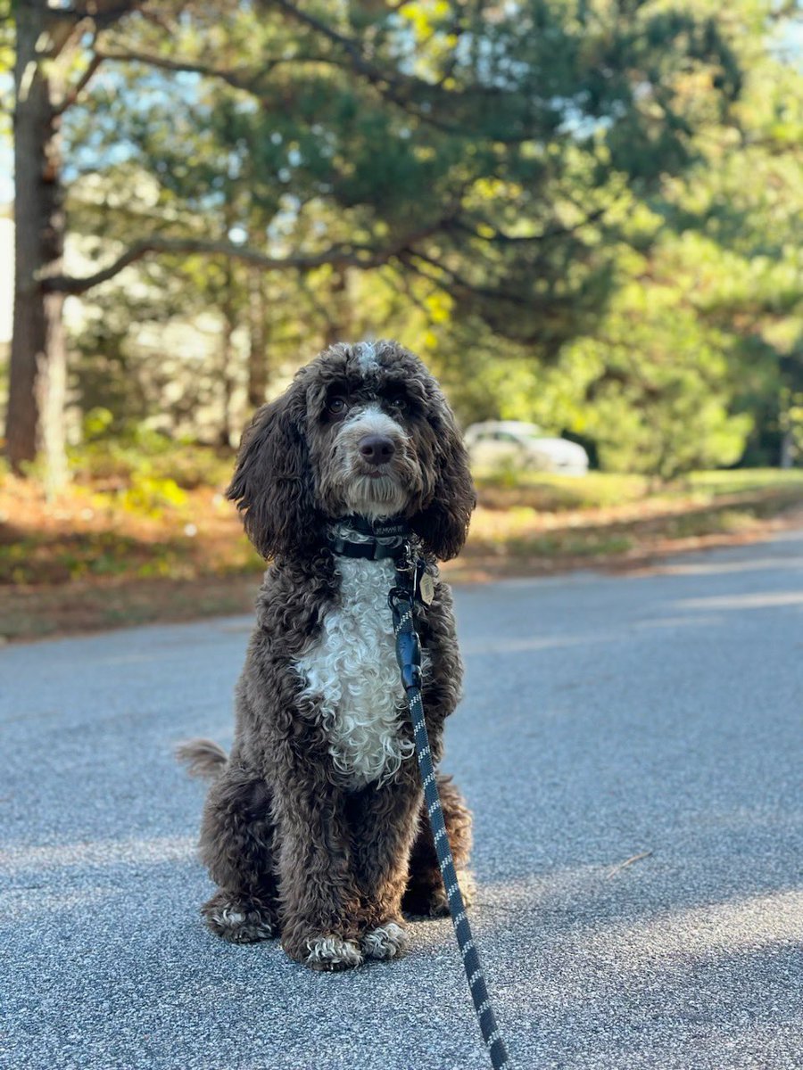 loulabradoodle's tweet photo. Had a paw-some day with my trainer and bff, Hannah, today! πΎ βοΈ Mastering the art of walking calmly on a leash is more fun than I thought! Grateful for my humans who help me learn the ropes of life
#LabradoodleLife #BestBuds #DogJoy
#TrainerGoals #DoggyManners #PuppyLove https://t.co/3MI818DXEr