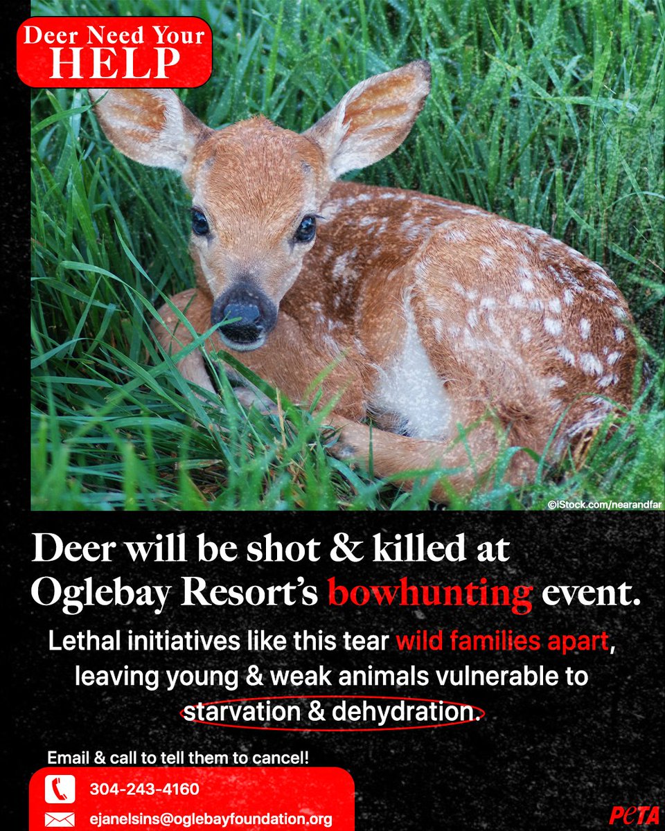 peta's tweet photo. 🚨 URGENT 🚨  
  
Don’t just sit by while mother deer &amp; fawns are in danger 💔   
  
Urge Oglebay management to stop this killing before it begins ⬇️ 
https://t.co/qdbWkLzXkx https://t.co/4YBHXW5NHi
