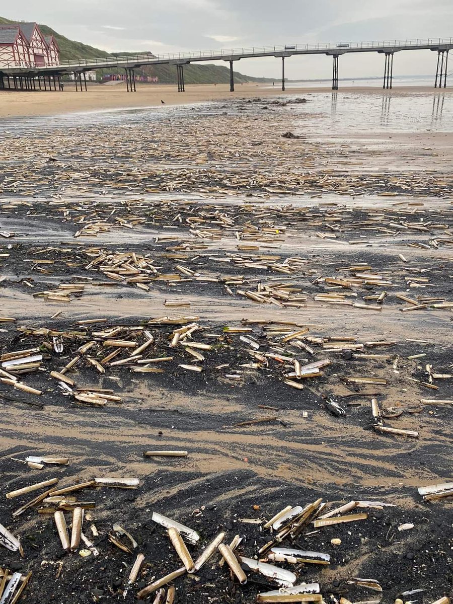 This is Saltburn today, just south of the Tees estuary. Not just crabs, but the whole ecosystem has been destroyed. @RishiSunak, this is the beach closest to your constituency. Would you let your kids paddle and dig in the sand? Photo by Paul Waugh