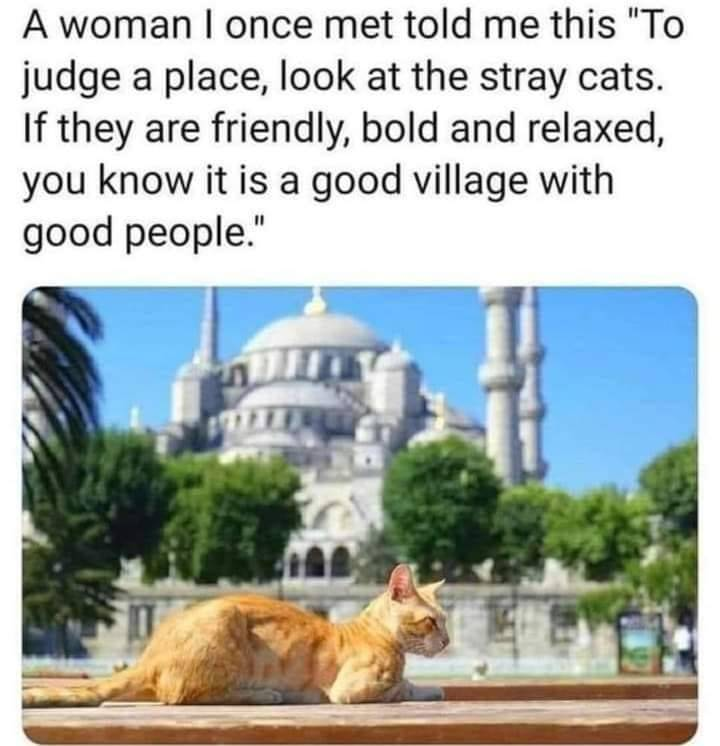 WholesomeMeme's tweet photo. https://t.co/gJ85E6Cz4M