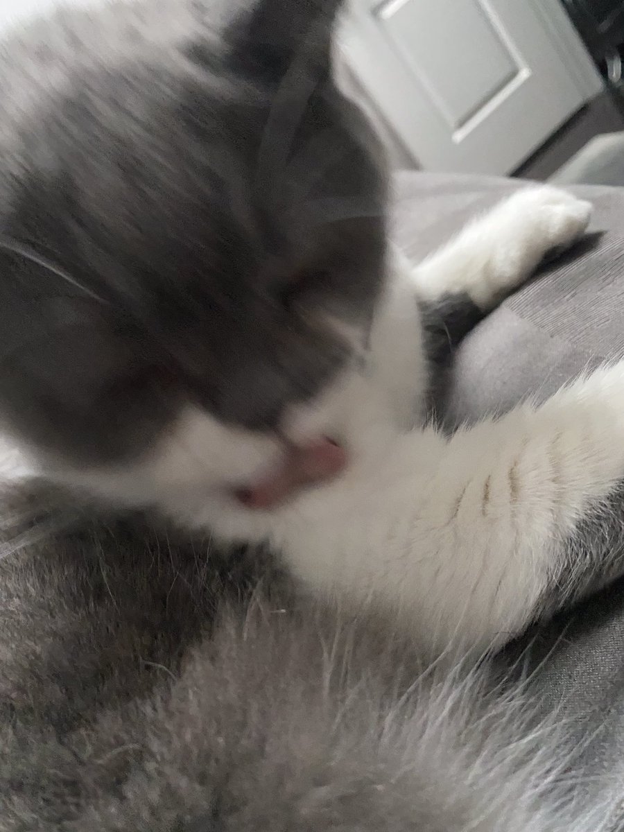 My action shot for #tongueouttuesday prepping for some tuna or Turkey #TunaTuesday I won’t hold it against her today that 😈falls under her crew but Best 🎉Bday 🎂Wishes 🎈to Tibbster’s <a href="/JoyOfCats/">The Joy Of Cats 🫶🇨🇦</a> Mom ..#CatsOfTwitter #CatsOnTwitter