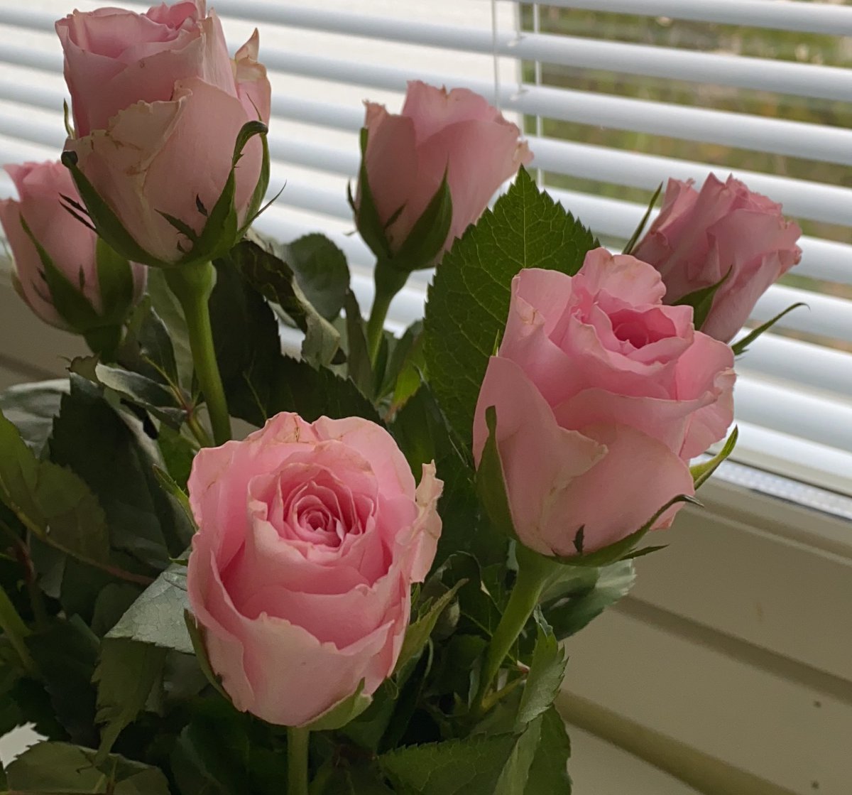 Päivän ilonaiheet:
- piano on vihdoin viritetty
- hain Kivi-leivokset Aleksis K:n ja muiden tärkeiden aiheiden päivää juhlistamaan 
- ostin itselleni ruusuja