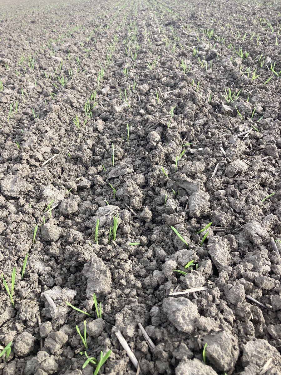 David Paul Rushmer (@davidprushmer) on Twitter photo ā¦@Hutchinsons_Agā© Hello World! ā¦<a href="/KWSUKLtd/">KWS UK Ltd</a>ā© Zealum starting to emerge at Marshland St James. Norfolk. Farmer grows all soft wheat, mostly for own delivery into Heygates biscuit mill at Downham Market. This is a new variety here this season. ā¦@Hutchinsons_Agā© Hello World! ā¦<a href="/KWSUKLtd/">KWS UK Ltd</a>ā© Zealum starting to emerge at Marshland St James. Norfolk. Farmer grows all soft wheat, mostly for own delivery into Heygates biscuit mill at Downham Market. This is a new variety here this season.