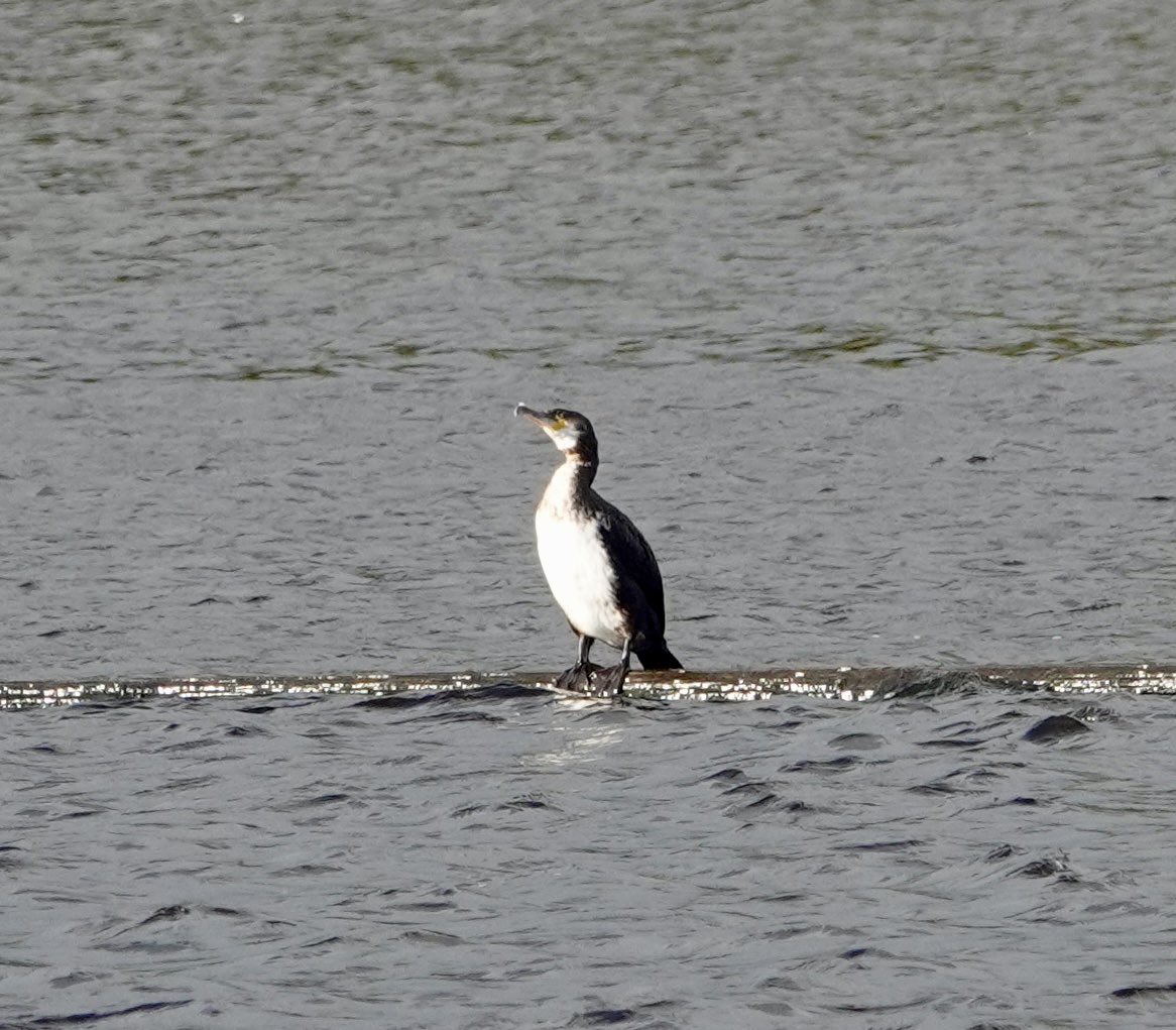 20VTGM3's tweet photo. Is this a white faced cormorant?, spotted at Inchgarth Reservoir in Aberdeen @Natures_Voice https://t.co/7x7wxwMPAm