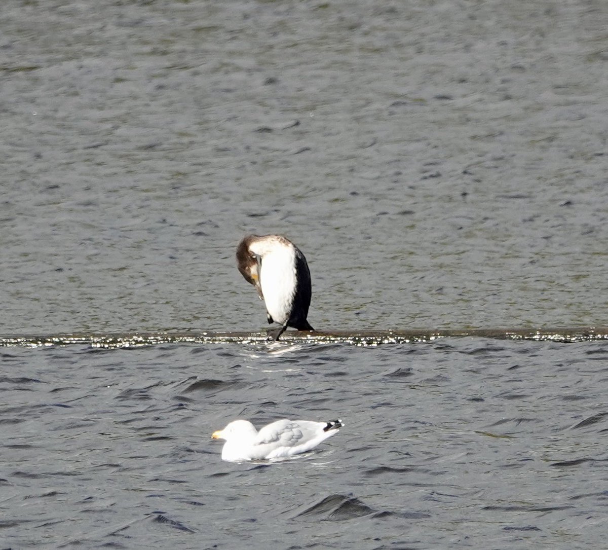 20VTGM3's tweet photo. Is this a white faced cormorant?, spotted at Inchgarth Reservoir in Aberdeen @Natures_Voice https://t.co/7x7wxwMPAm