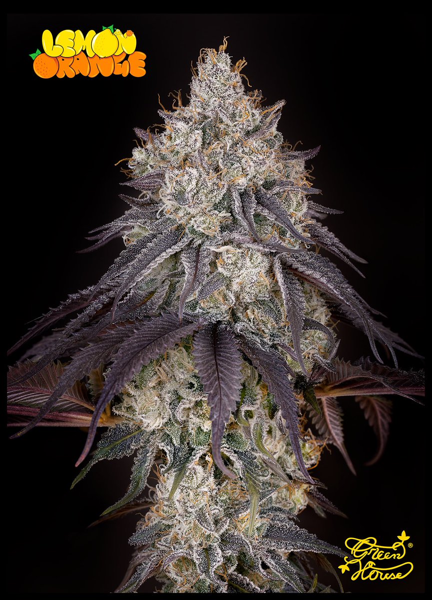 greenhouseseeds's tweet photo. Lemon Orange (Super Lemon Haze x Clementine)

https://t.co/25YPeh215X https://t.co/IXLkEH7yOu