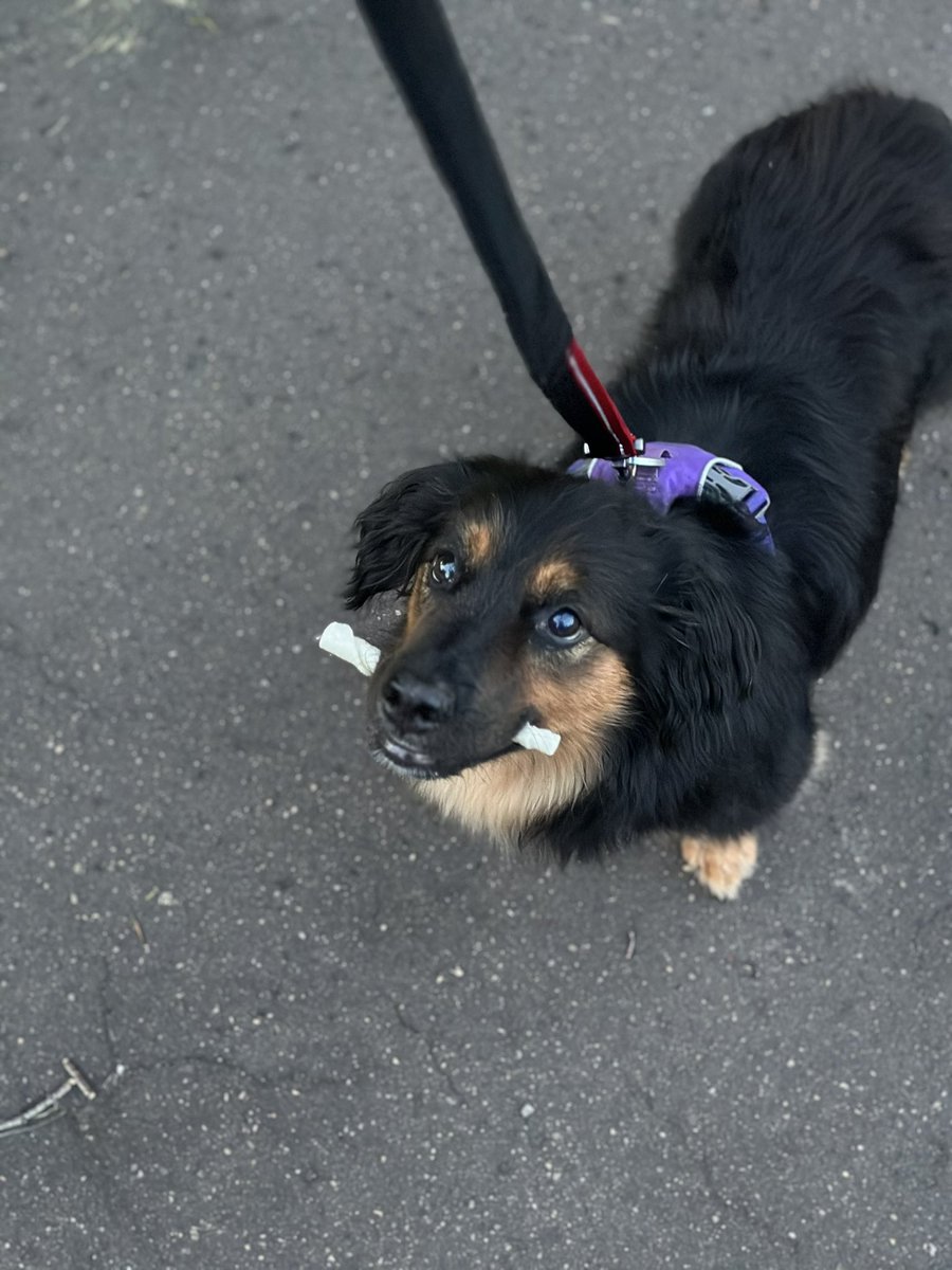 Miss Andrews loves walking her dog Zeus after school to de-stress from a long day 🚶‍♀️🦮#BritainGetTalking #WorldMentalHealthDay @CglenWellbeing
