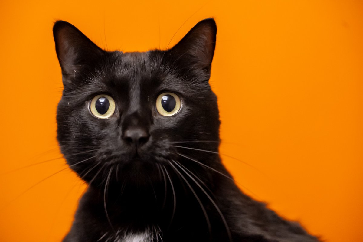 Winnipeg Humane Society tweet media