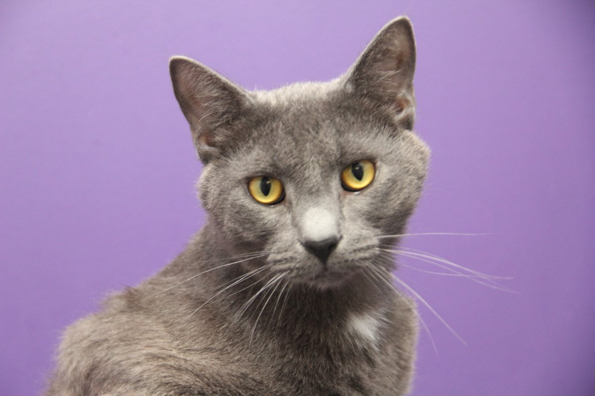 Winnipeg Humane Society tweet media