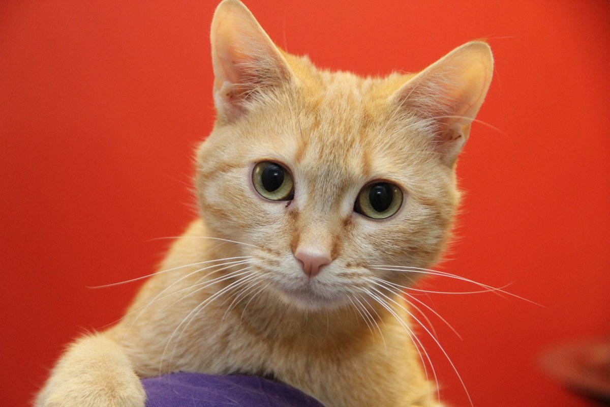 Winnipeg Humane Society tweet media